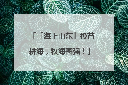 「海上山东」投苗耕海，牧海图强！