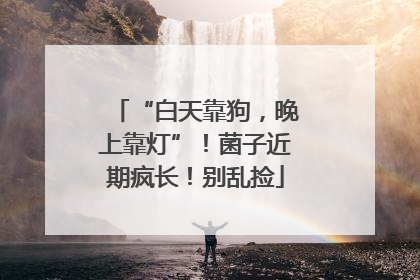 “白天靠狗，晚上靠灯”！菌子近期疯长！别乱捡