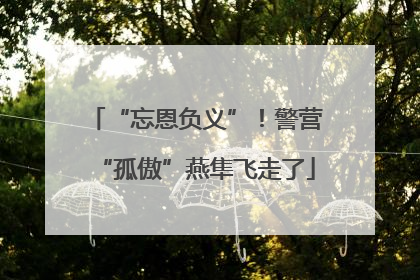“忘恩负义”！警营“孤傲”燕隼飞走了