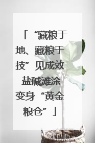 “藏粮于地、藏粮于技”见成效 盐碱滩涂变身“黄金粮仓”