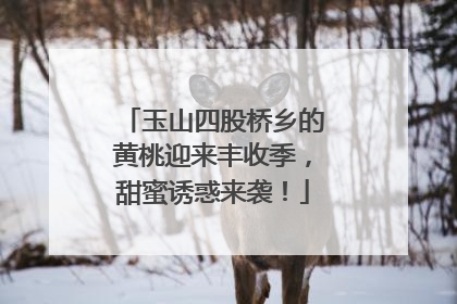 玉山四股桥乡的黄桃迎来丰收季，甜蜜诱惑来袭！