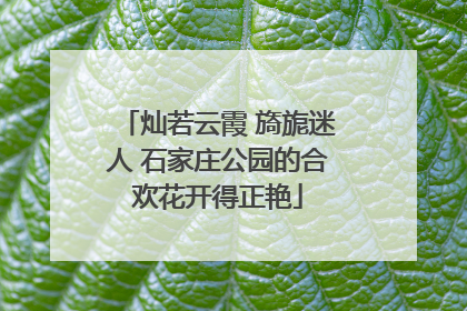 灿若云霞 旖旎迷人 石家庄公园的合欢花开得正艳