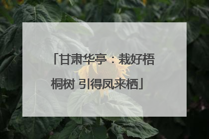 甘肃华亭：栽好梧桐树 引得凤来栖
