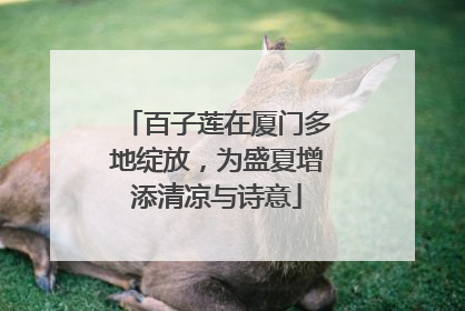 百子莲在厦门多地绽放，为盛夏增添清凉与诗意