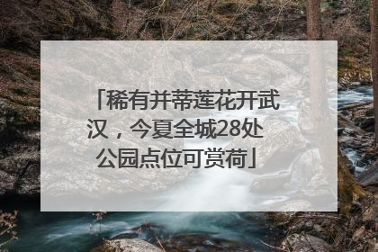 稀有并蒂莲花开武汉，今夏全城28处公园点位可赏荷