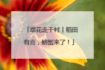 翠花走千村丨稻田有喜，螃蟹来了！