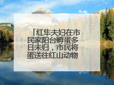 红隼夫妇在市民家阳台孵蛋多日未归，市民将蛋送往红山动物园“抢救”