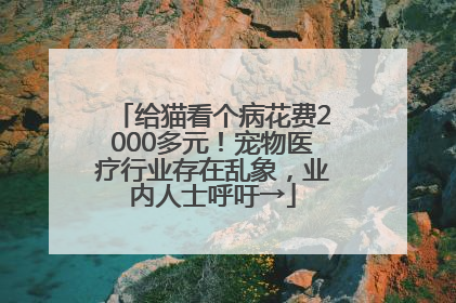 给猫看个病花费2000多元！宠物医疗行业存在乱象，业内人士呼吁→