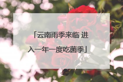 云南雨季来临 进入一年一度吃菌季