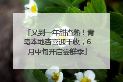 又到一年甜杏熟！青岛本地杏喜迎丰收，6月中旬开启尝鲜季
