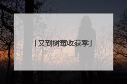 又到树莓收获季