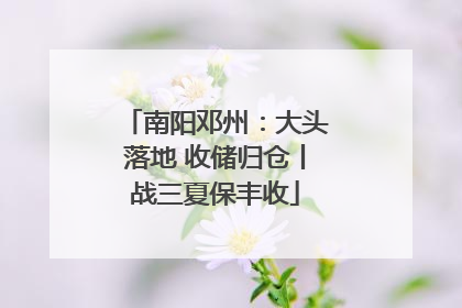 南阳邓州：大头落地 收储归仓丨战三夏保丰收