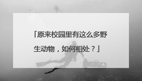 原来校园里有这么多野生动物，如何相处？