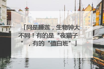 同是睡莲，生物钟大不同！有的是“夜猫子”，有的“值白班”