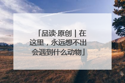 品读·原创｜在这里，永远想不出会遇到什么动物