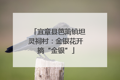 宜章县笆篱镇坦灵祠村：金银花开摘“金银”
