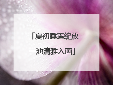 夏初睡莲绽放 一池清雅入画