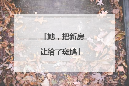 她，把新房让给了斑鸠