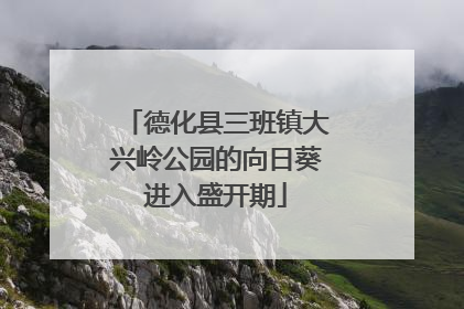 德化县三班镇大兴岭公园的向日葵进入盛开期