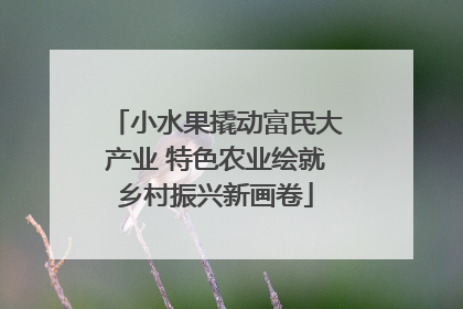 小水果撬动富民大产业 特色农业绘就乡村振兴新画卷
