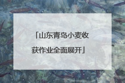山东青岛小麦收获作业全面展开