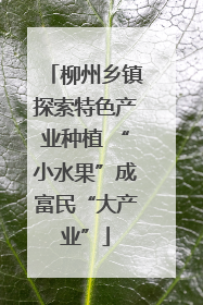柳州乡镇探索特色产业种植 “小水果”成富民“大产业”