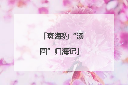 斑海豹“汤圆”归海记