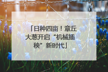 日种四亩！章丘大葱开启“机械插秧”新时代