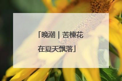 晚潮｜苦楝花在夏天飘落