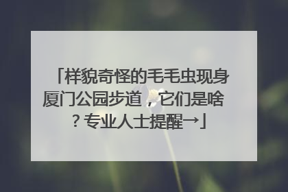 样貌奇怪的毛毛虫现身厦门公园步道，它们是啥？专业人士提醒→