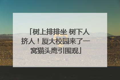 树上排排坐 树下人挤人！厦大校园来了一窝猫头鹰引围观