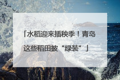 水稻迎来插秧季！青岛这些稻田披“绿装”