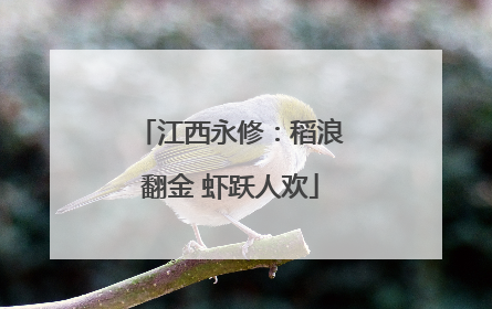 江西永修：稻浪翻金 虾跃人欢
