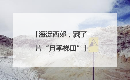 海淀西郊，藏了一片“月季梯田”
