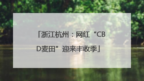 浙江杭州：网红“CBD麦田”迎来丰收季