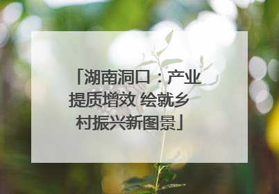 湖南洞口：产业提质增效 绘就乡村振兴新图景