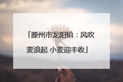 滕州市龙阳镇：风吹麦浪起 小麦迎丰收
