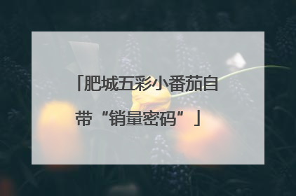 肥城五彩小番茄自带“销量密码”