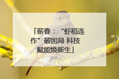蕲春：“虾稻连作”破困局 科技赋能焕新生