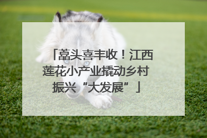 藠头喜丰收！江西莲花小产业撬动乡村振兴“大发展”