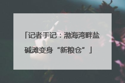 记者手记：渤海湾畔盐碱滩变身“新粮仓”