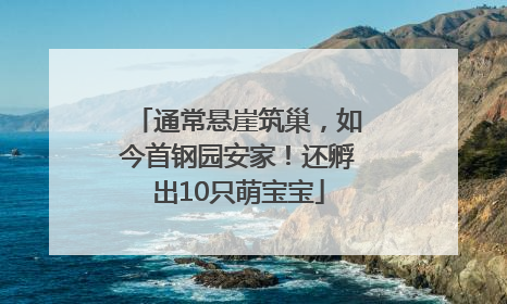 通常悬崖筑巢，如今首钢园安家！还孵出10只萌宝宝
