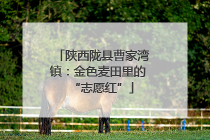 陕西陇县曹家湾镇：金色麦田里的“志愿红”
