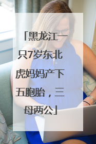 黑龙江一只7岁东北虎妈妈产下五胞胎，三母两公