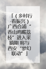 （乡村行·看振兴）广西合浦“香山鸡嘴荔枝”进入采摘期 将与西安“梦幻联动”