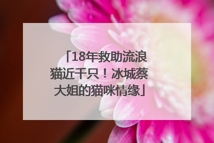 18年救助流浪猫近千只！冰城蔡大姐的猫咪情缘